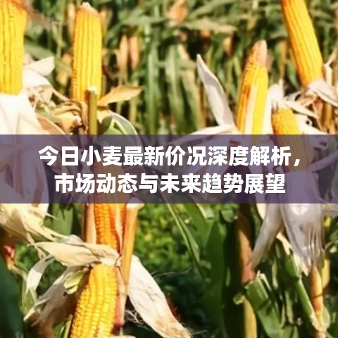 今日小麥最新價(jià)況深度解析，市場(chǎng)動(dòng)態(tài)與未來(lái)趨勢(shì)展望