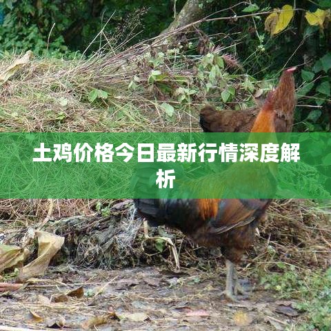 土雞價格今日最新行情深度解析
