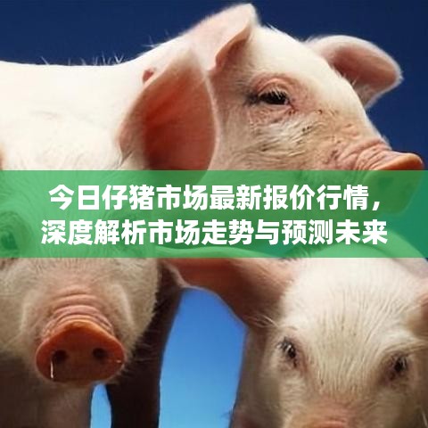 今日仔豬市場最新報價行情，深度解析市場走勢與預(yù)測未來趨勢