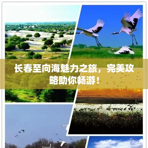 長春至向海魅力之旅，完美攻略助你暢游！