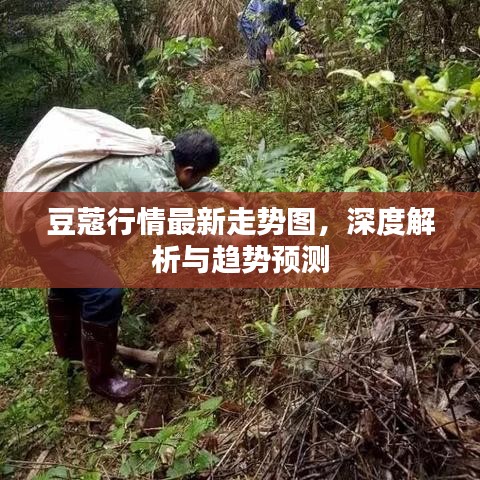 豆蔻行情最新走勢圖，深度解析與趨勢預(yù)測