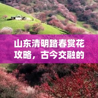 山東清明踏春賞花攻略，古今交融的魅力之旅