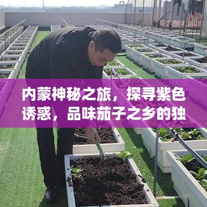 內(nèi)蒙神秘之旅，探尋紫色誘惑，品味茄子之鄉(xiāng)的獨(dú)特魅力攻略