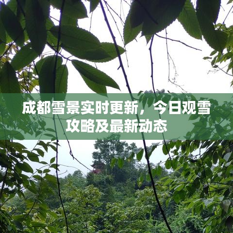 成都雪景實(shí)時(shí)更新，今日觀雪攻略及最新動(dòng)態(tài)