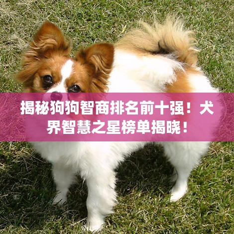 揭秘狗狗智商排名前十強(qiáng)！犬界智慧之星榜單揭曉！