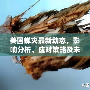 美國(guó)蟬災(zāi)最新動(dòng)態(tài)，影響分析、應(yīng)對(duì)策略及未來(lái)展望