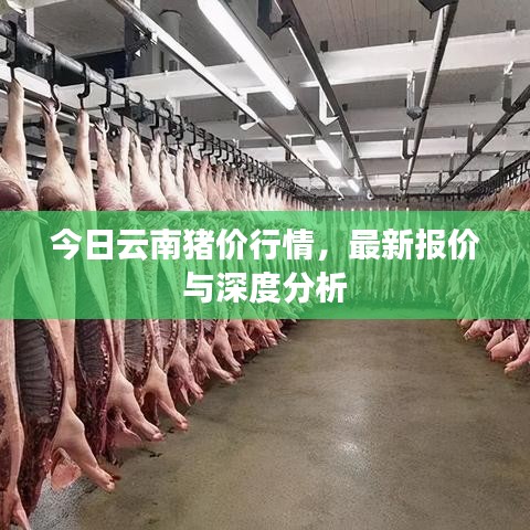 今日云南豬價(jià)行情，最新報(bào)價(jià)與深度分析