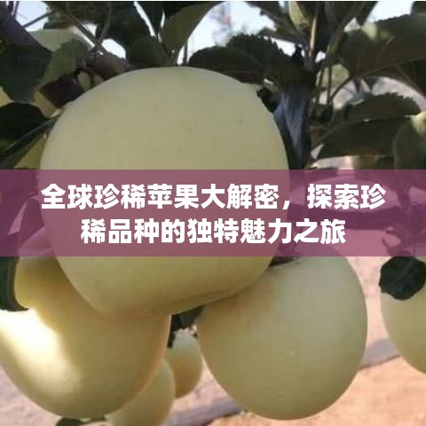 全球珍稀蘋(píng)果大解密，探索珍稀品種的獨(dú)特魅力之旅