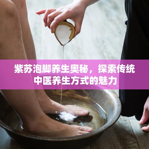 紫蘇泡腳養(yǎng)生奧秘，探索傳統(tǒng)中醫(yī)養(yǎng)生方式的魅力