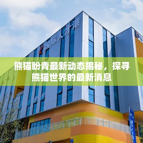 熊貓盼青最新動態(tài)揭秘，探尋熊貓世界的最新消息