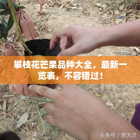 攀枝花芒果品種大全，最新一覽表，不容錯(cuò)過(guò)！