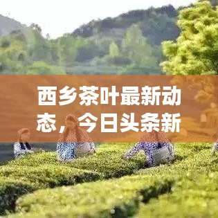 西鄉(xiāng)茶葉最新動(dòng)態(tài)，今日頭條新聞報(bào)道茶葉產(chǎn)業(yè)新進(jìn)展