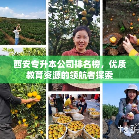 西安專升本公司排名榜，優(yōu)質(zhì)教育資源的領(lǐng)航者探索