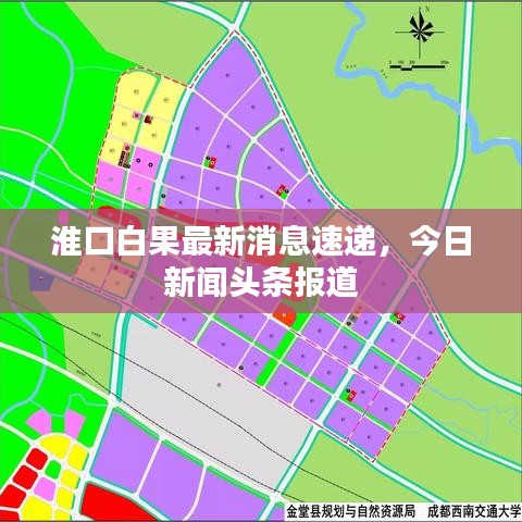 淮口白果最新消息速遞，今日新聞頭條報道
