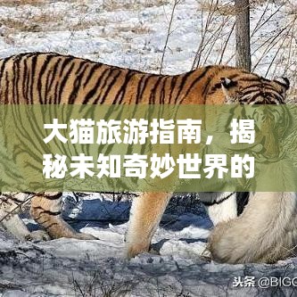大貓旅游指南，揭秘未知奇妙世界的神秘面紗