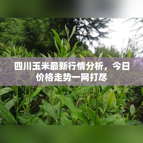四川玉米最新行情分析，今日價(jià)格走勢(shì)一網(wǎng)打盡