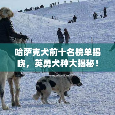 哈薩克犬前十名榜單揭曉，英勇犬種大揭秘！