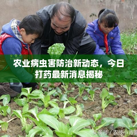 農(nóng)業(yè)病蟲(chóng)害防治新動(dòng)態(tài)，今日打藥最新消息揭秘