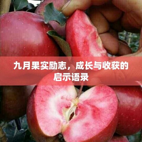 九月果實(shí)勵(lì)志，成長(zhǎng)與收獲的啟示語(yǔ)錄