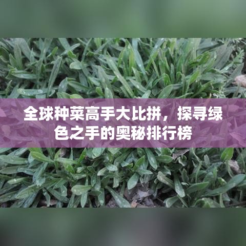 全球種菜高手大比拼，探尋綠色之手的奧秘排行榜