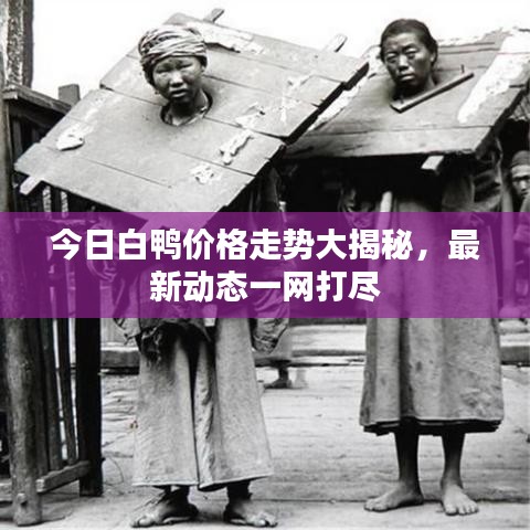 今日白鴨價(jià)格走勢(shì)大揭秘，最新動(dòng)態(tài)一網(wǎng)打盡