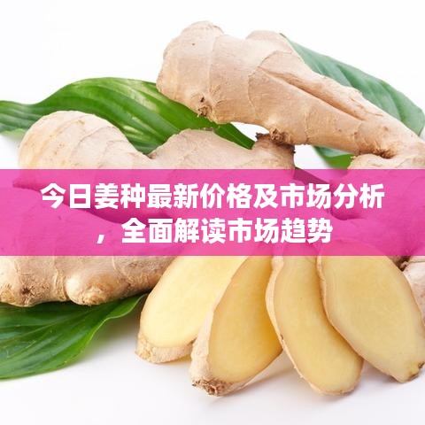 今日姜種最新價(jià)格及市場(chǎng)分析，全面解讀市場(chǎng)趨勢(shì)