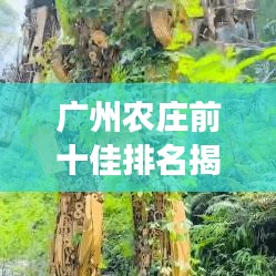廣州農(nóng)莊前十佳排名揭曉，領(lǐng)略鄉(xiāng)村魅力的夢(mèng)幻之地