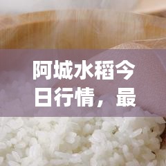 阿城水稻今日行情，最新價格、市場走勢及影響因素深度解析