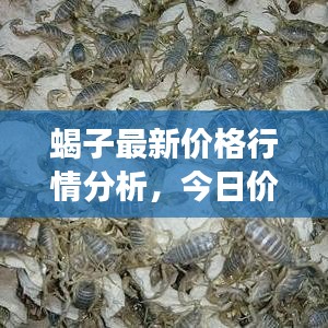 蝎子最新價(jià)格行情分析，今日價(jià)格、市場(chǎng)走勢(shì)及影響因素深度解讀