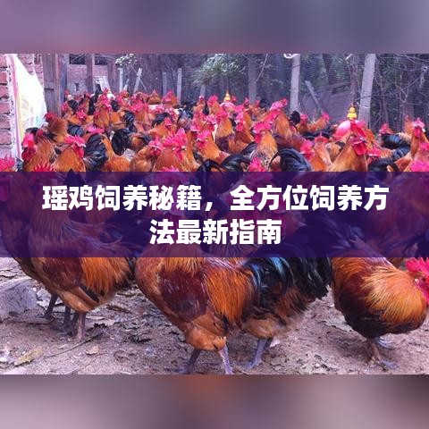 瑤雞飼養(yǎng)秘籍，全方位飼養(yǎng)方法最新指南