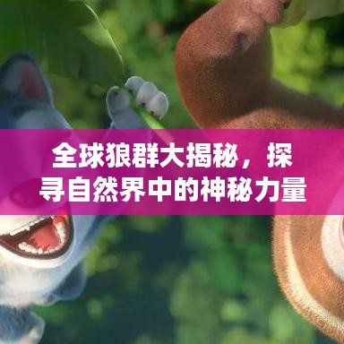 全球狼群大揭秘，探尋自然界中的神秘力量排名