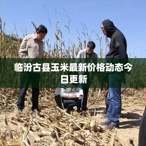 臨汾古縣玉米最新價格動態(tài)今日更新