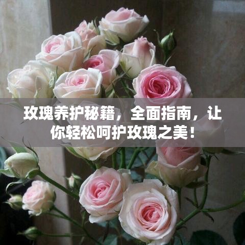 玫瑰養(yǎng)護(hù)秘籍，全面指南，讓你輕松呵護(hù)玫瑰之美！