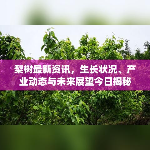梨樹最新資訊，生長狀況、產(chǎn)業(yè)動態(tài)與未來展望今日揭秘