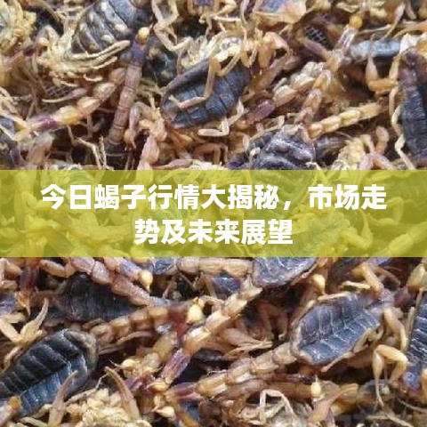 今日蝎子行情大揭秘，市場走勢及未來展望