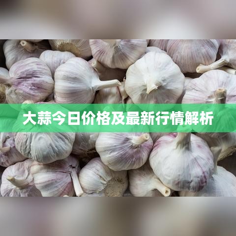大蒜今日價(jià)格及最新行情解析