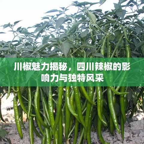 川椒魅力揭秘，四川辣椒的影響力與獨(dú)特風(fēng)采