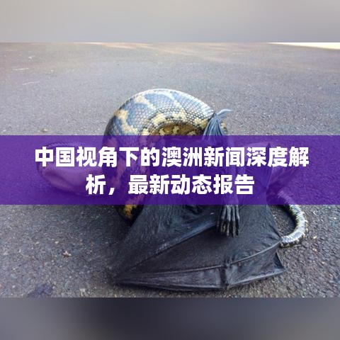 中國視角下的澳洲新聞深度解析，最新動態(tài)報告