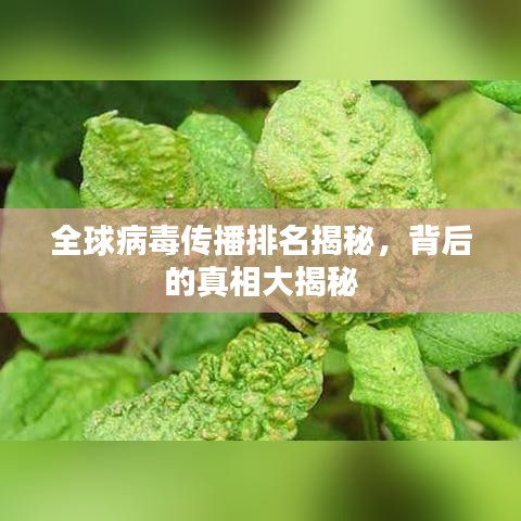 全球病毒傳播排名揭秘，背后的真相大揭秘
