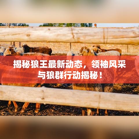 揭秘狼王最新動(dòng)態(tài)，領(lǐng)袖風(fēng)采與狼群行動(dòng)揭秘！