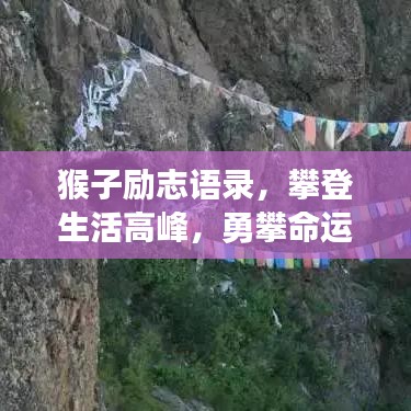 猴子勵志語錄，攀登生活高峰，勇攀命運之巔