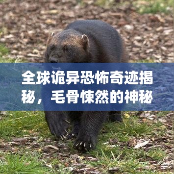 全球詭異恐怖奇跡揭秘，毛骨悚然的神秘地點探尋之旅