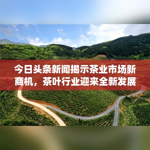 今日頭條新聞揭示茶業(yè)市場(chǎng)新商機(jī)，茶葉行業(yè)迎來(lái)全新發(fā)展機(jī)遇