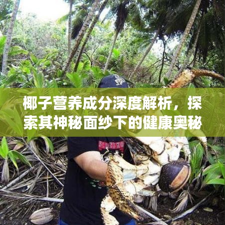 椰子營養(yǎng)成分深度解析，探索其神秘面紗下的健康奧秘