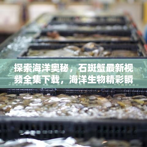 探索海洋奧秘，石斑蟹最新視頻全集下載，海洋生物精彩瞬間一網(wǎng)打盡