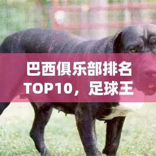 巴西俱樂部排名TOP10，足球王國頂級力量揭秘