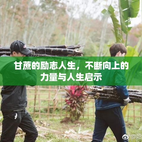甘蔗的勵志人生，不斷向上的力量與人生啟示