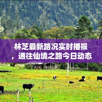 林芝最新路況實時播報，通往仙境之路今日動態(tài)查詢表