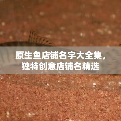 原生魚店鋪名字大全集，獨特創(chuàng)意店鋪名精選