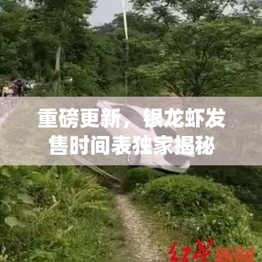 重磅更新，銀龍蝦發(fā)售時間表獨家揭秘